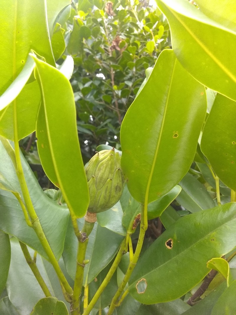 Magnolia ekmanii photo 4
