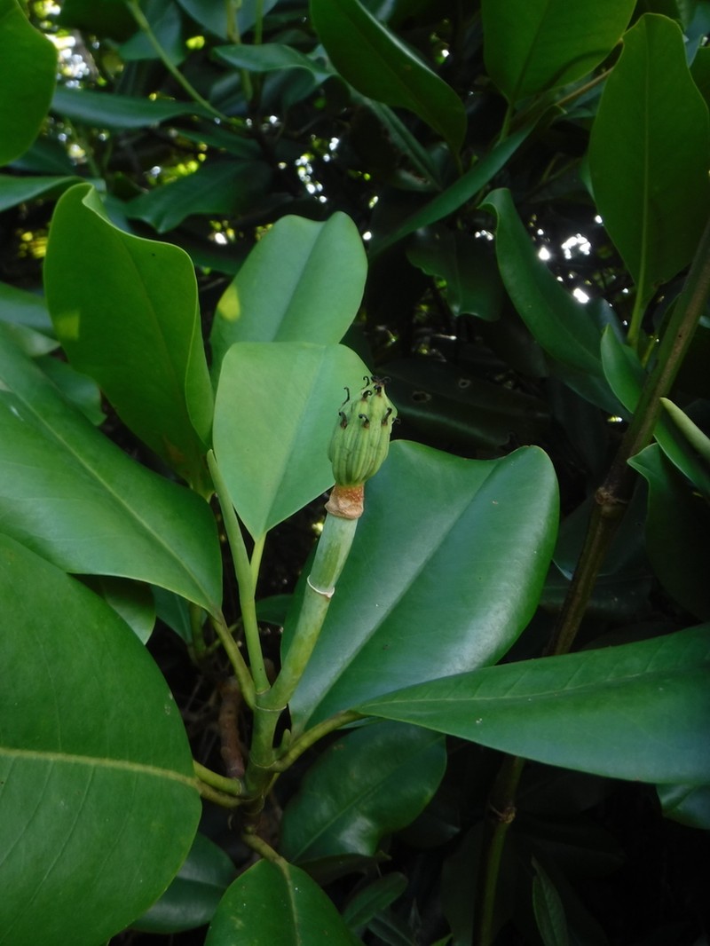 Magnolia ekmanii photo 5