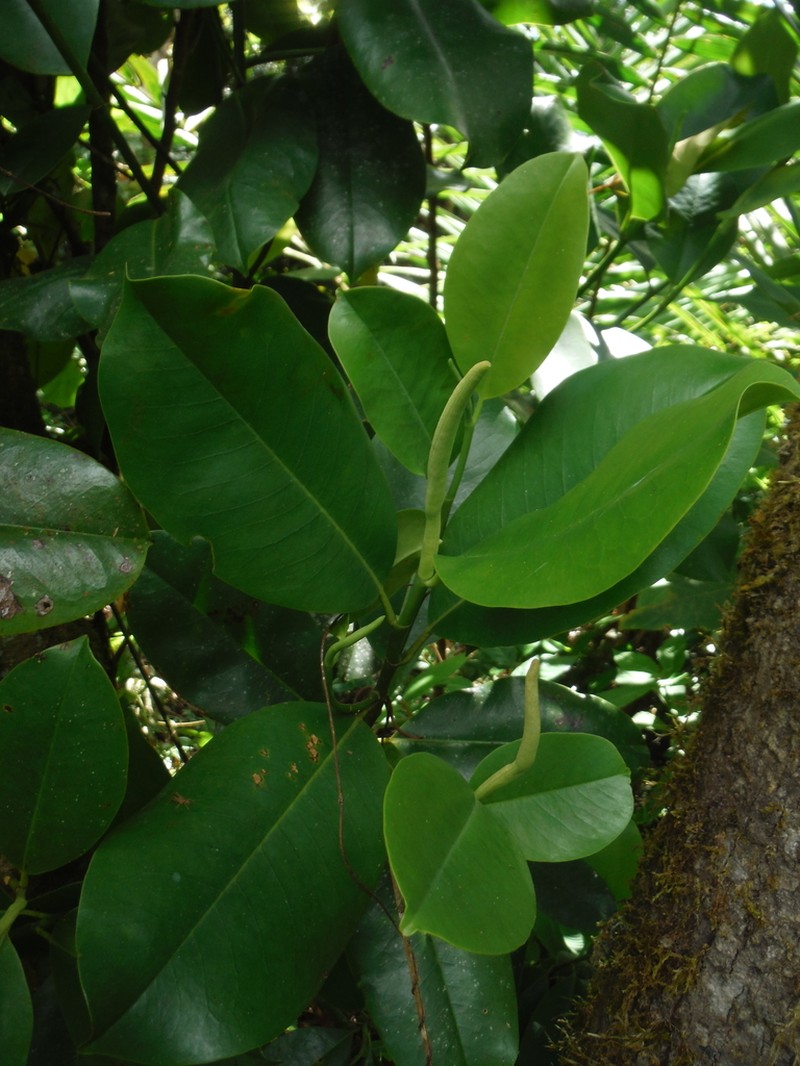 Magnolia ekmanii photo 6