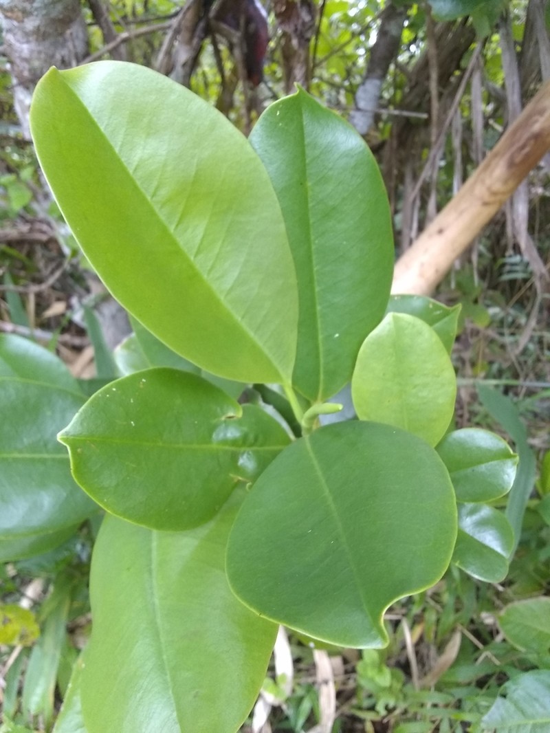 Magnolia ekmanii photo 7