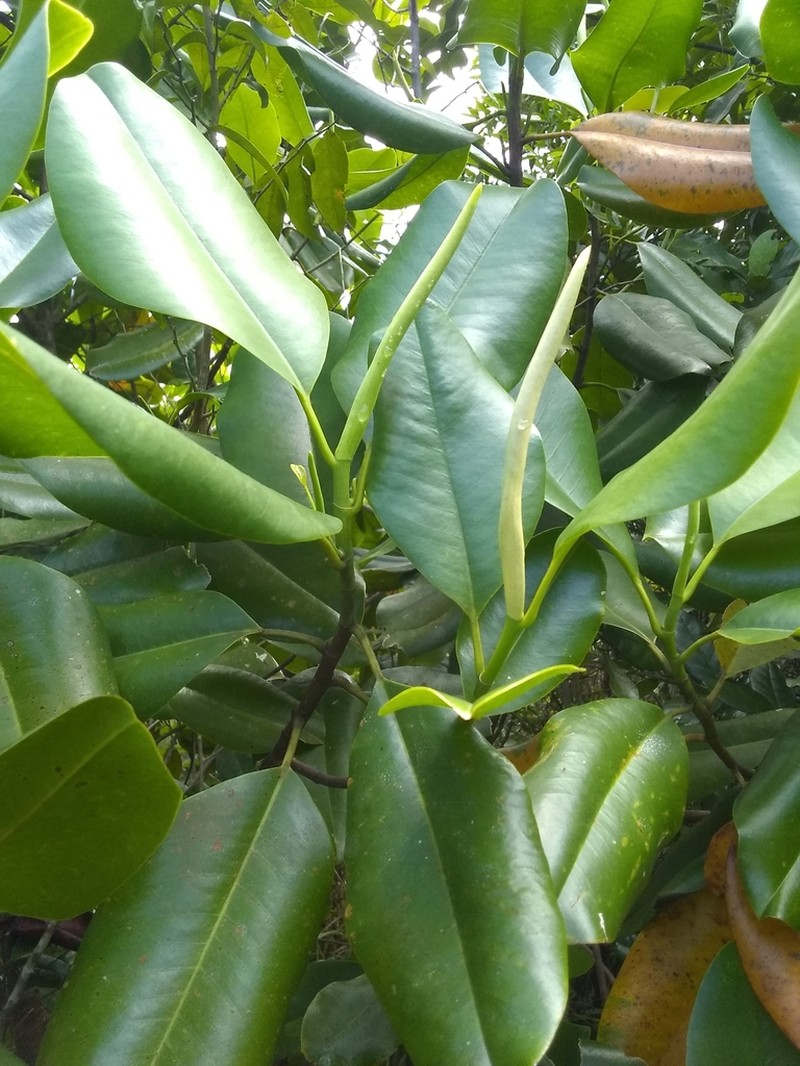 Magnolia ekmanii photo 8