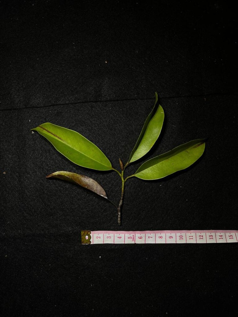 Magnolia elegans