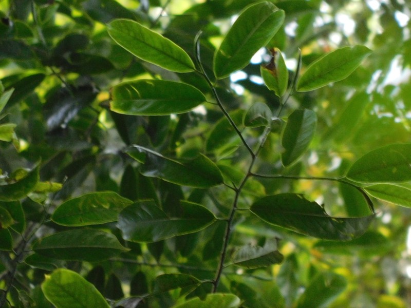 Magnolia elegans photo 2