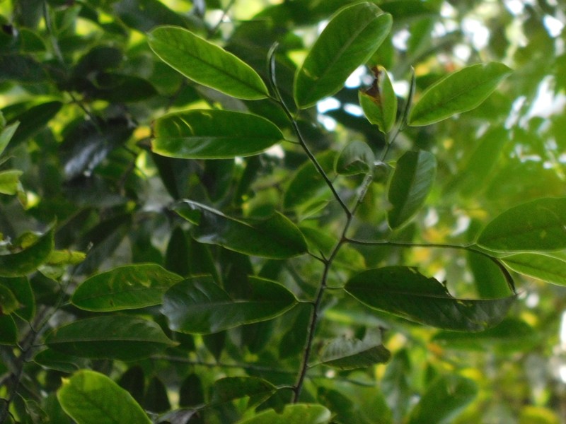 Magnolia elegans photo 3