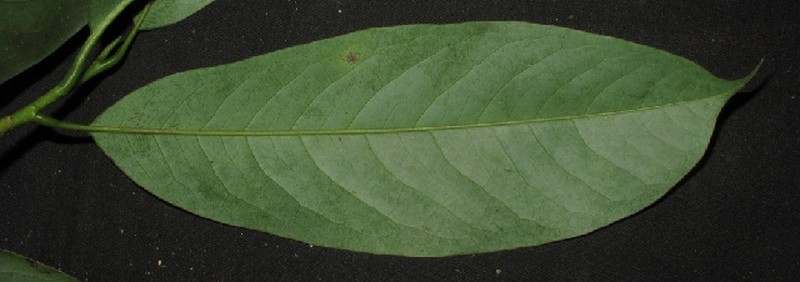 Magnolia elegans photo 4
