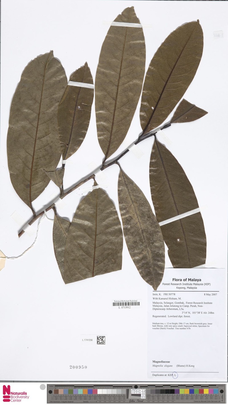 Magnolia elegans photo 5