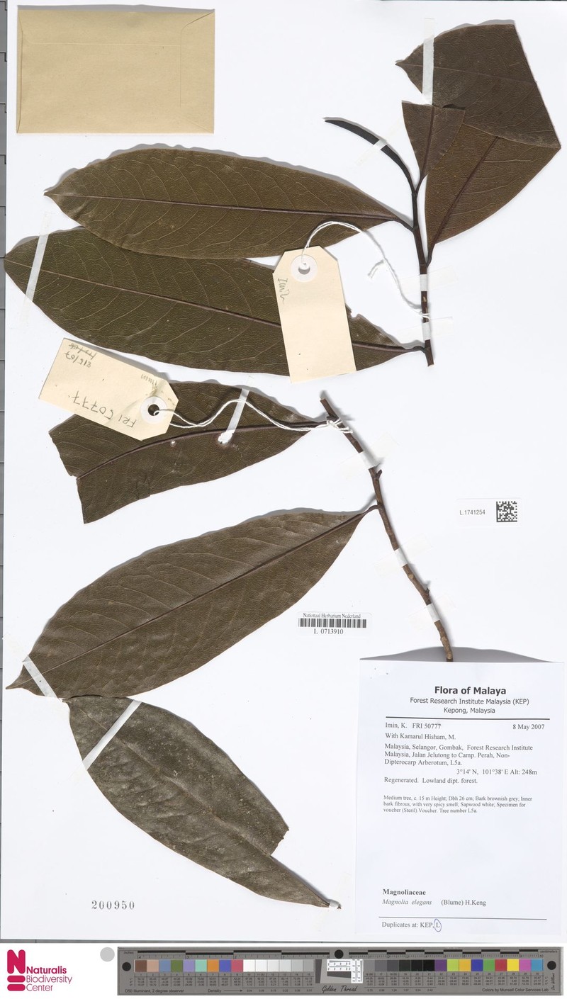 Magnolia elegans photo 6
