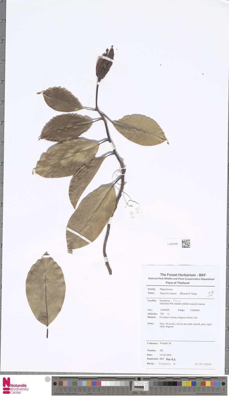 Magnolia elegans photo 7