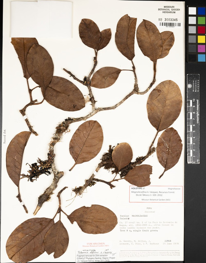 Magnolia elfina