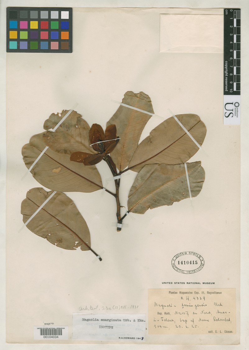 Magnolia emarginata