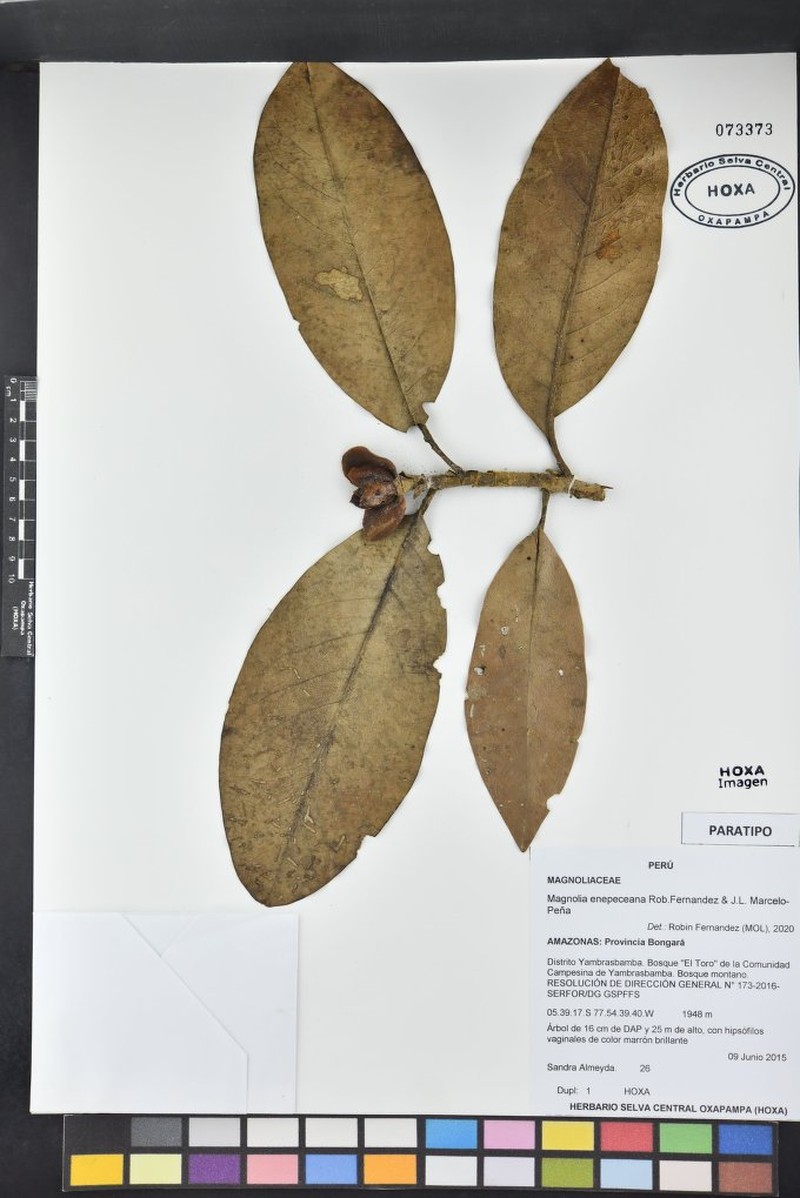 Magnolia enepeceana
