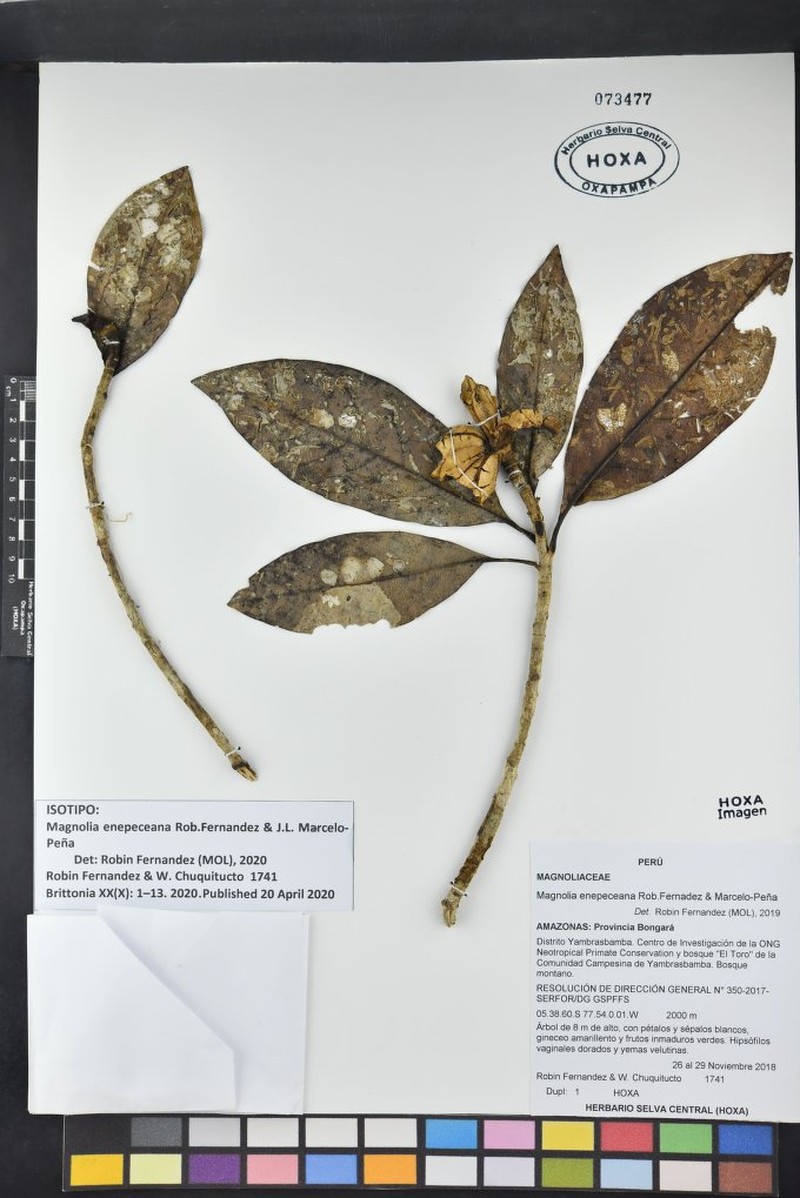 Magnolia enepeceana photo 2