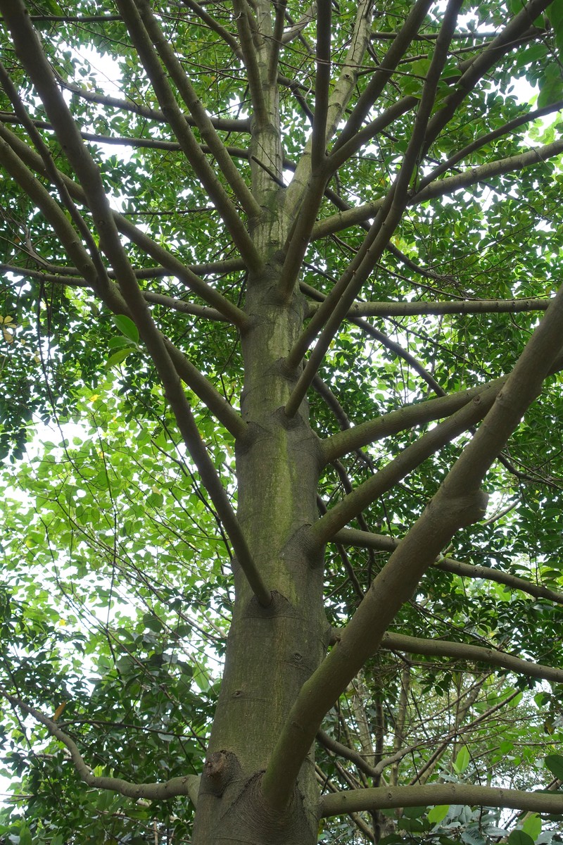 Magnolia ernestii