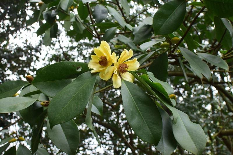 Magnolia ernestii photo 3