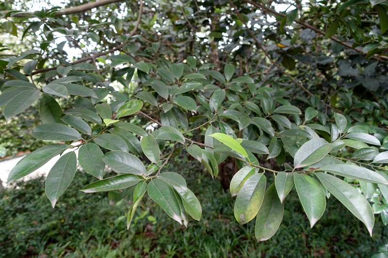 Magnolia ernestii photo 7