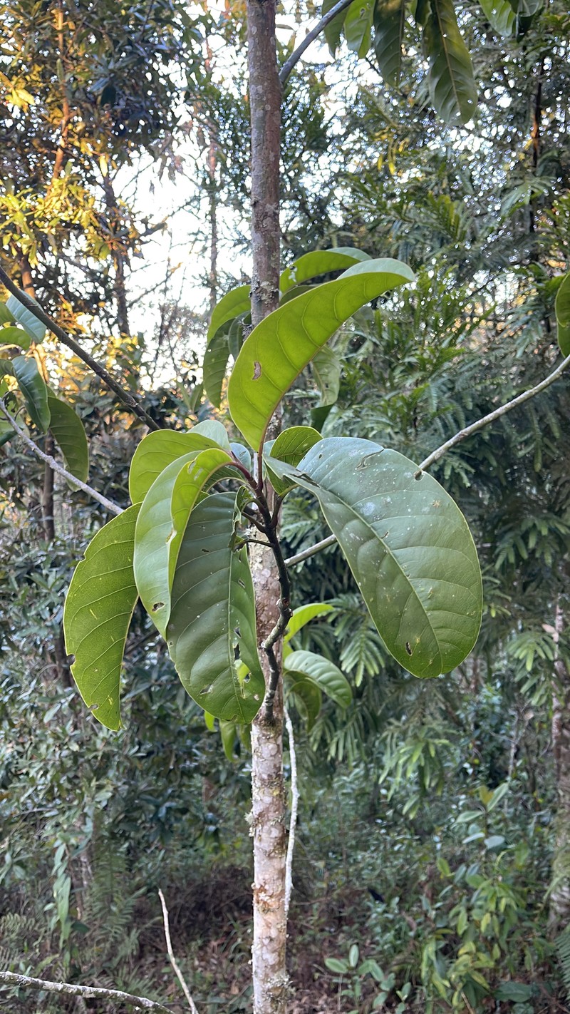 Magnolia espinalii