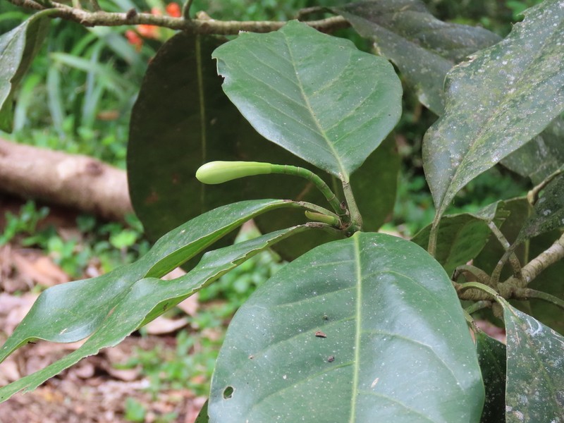 Magnolia espinalii photo 2