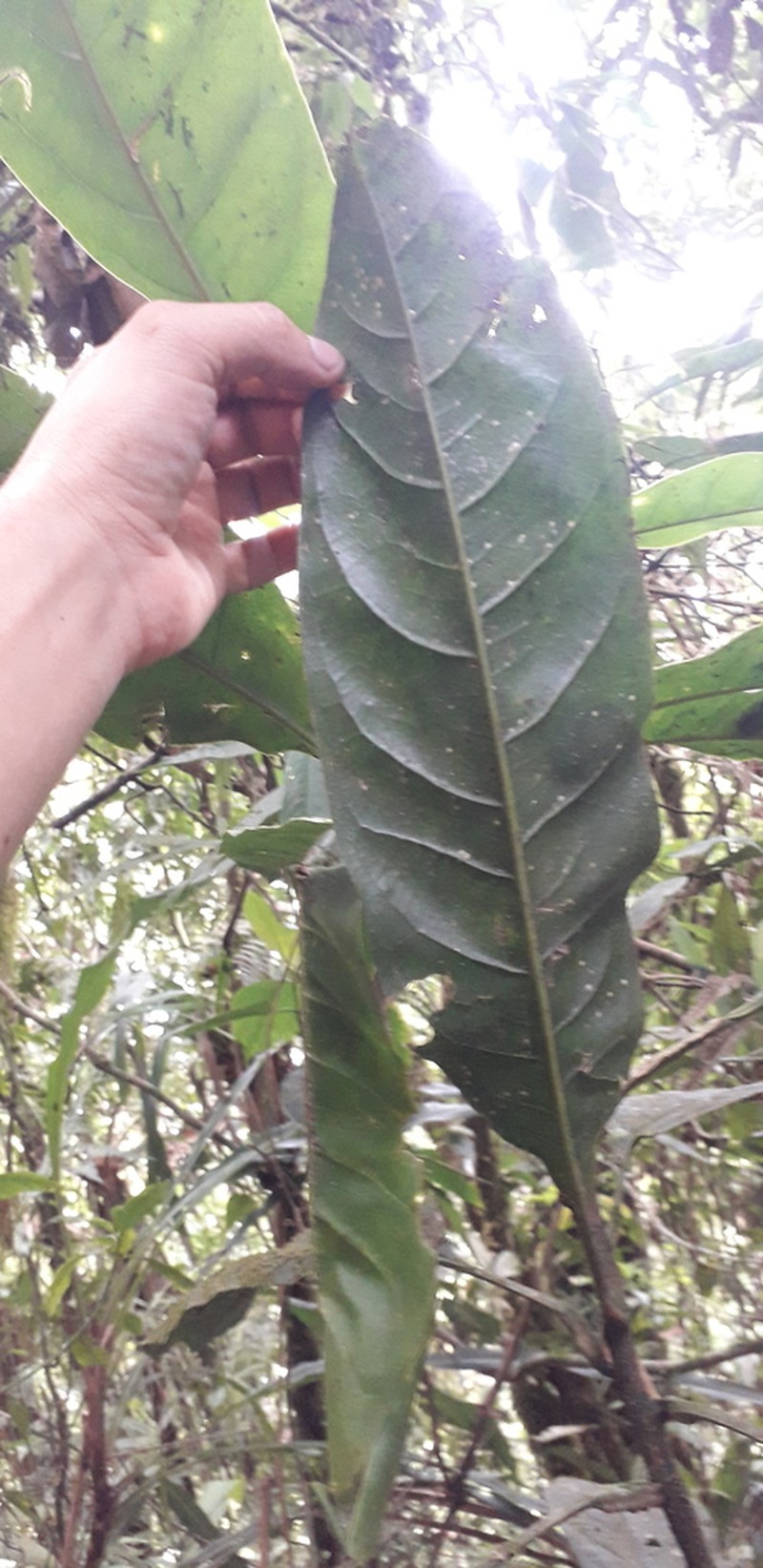 Magnolia espinalii photo 3