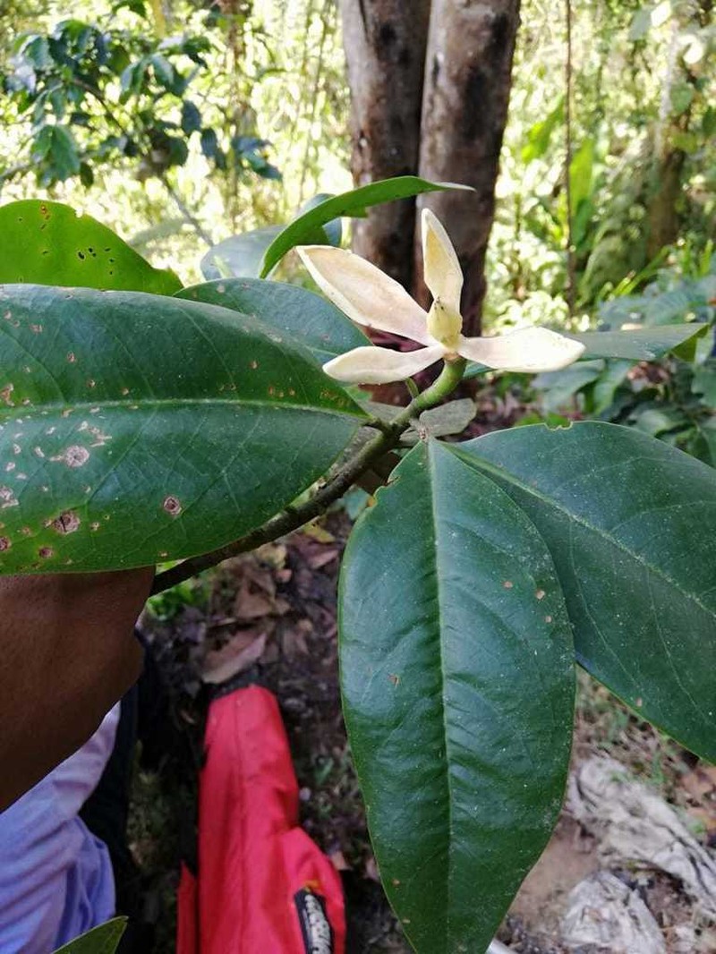 Magnolia espinalii photo 4