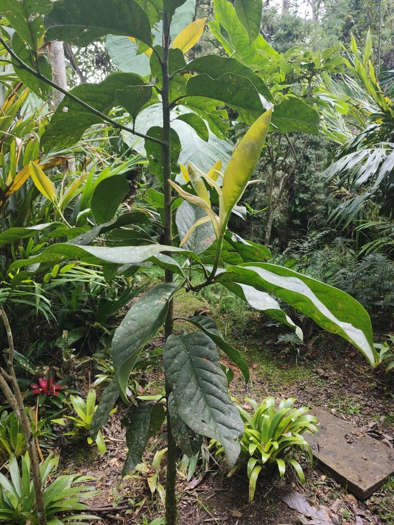 Magnolia espinalii photo 5