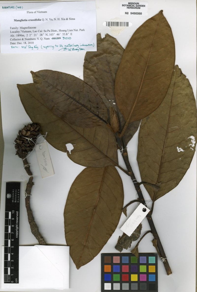 Magnolia fansipanensis