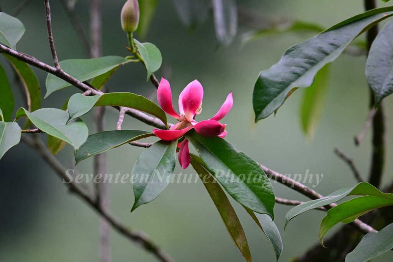 Magnolia figlarii