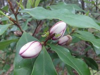 Banana Shrub