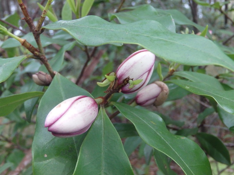 Banana Shrub