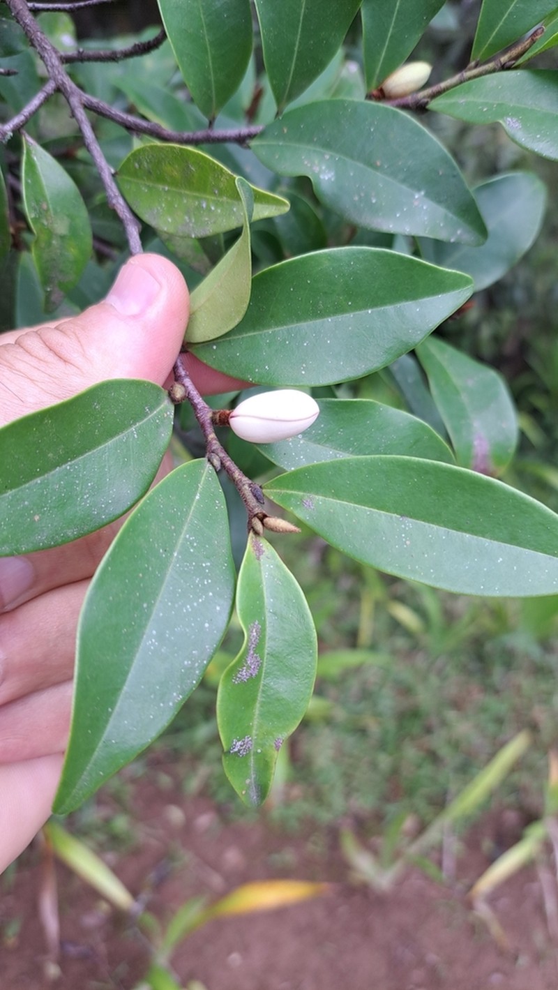 Banana Shrub photo 2