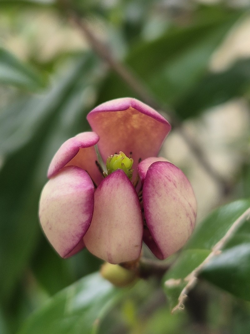 Banana Shrub photo 3