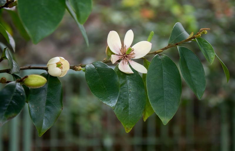 Banana Shrub photo 4