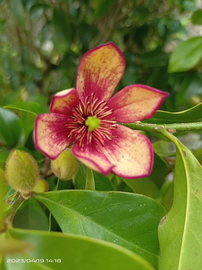 Banana Shrub photo 5