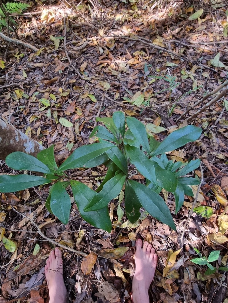 Banana Shrub photo 6