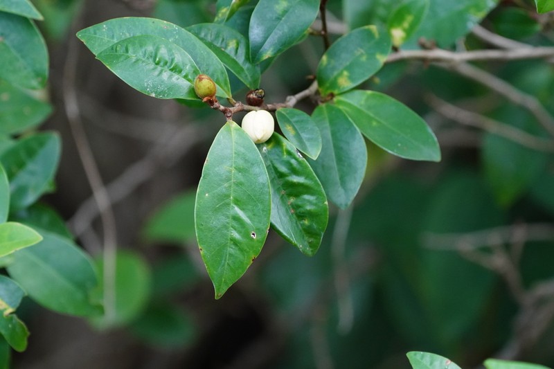 Banana Shrub photo 7