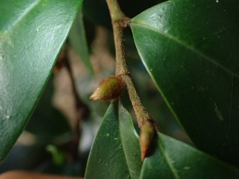 Banana Shrub photo 8