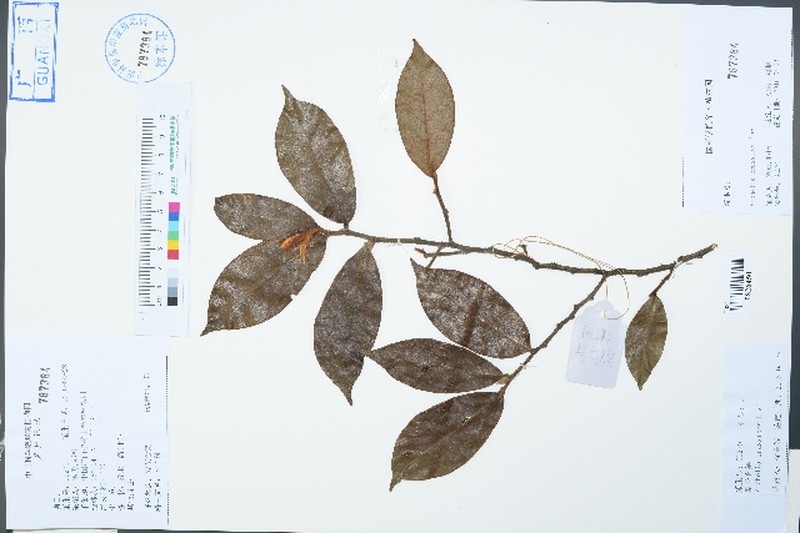 Magnolia figo var. crassipes photo 2
