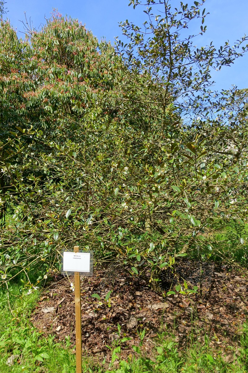 Magnolia figo var. crassipes