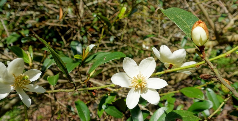 Magnolia figo var. crassipes photo 3