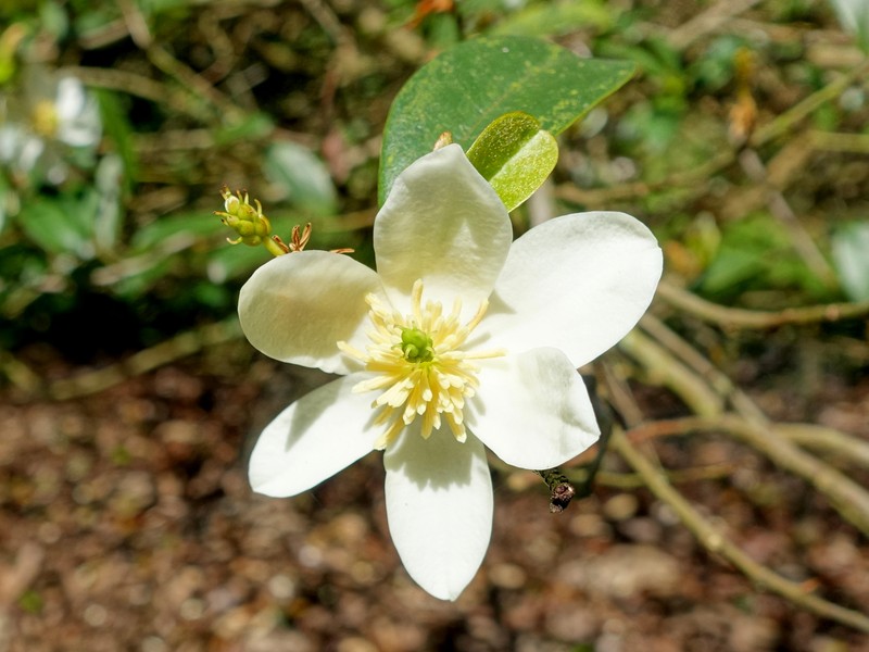Magnolia figo var. crassipes photo 4