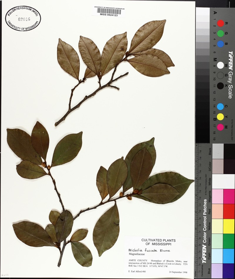 Magnolia figo var. figo