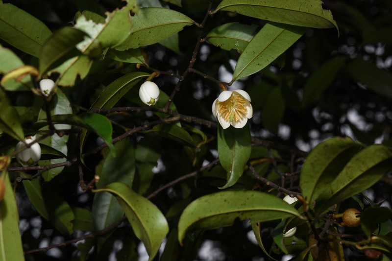 Magnolia figo var. skinneriana photo 2