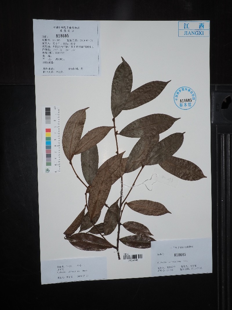 Magnolia figo var. skinneriana photo 4
