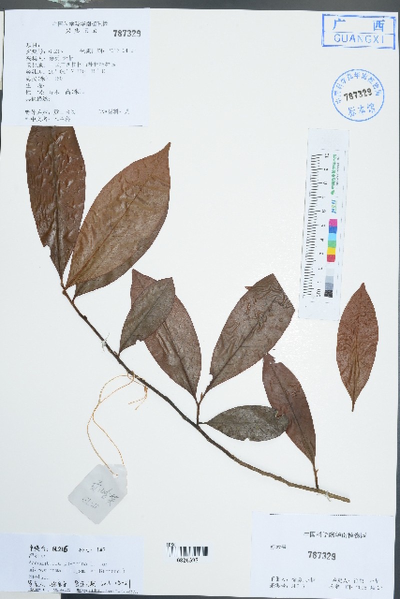 Magnolia figo var. skinneriana photo 5