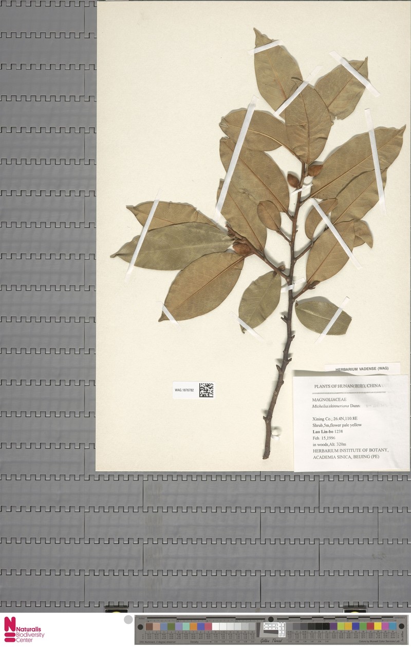 Magnolia figo var. skinneriana photo 8