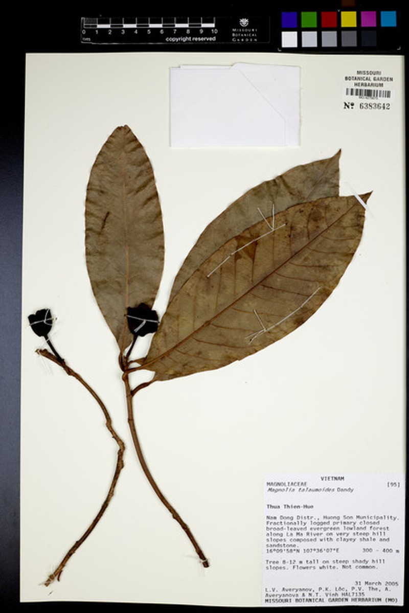 Magnolia fistulosa