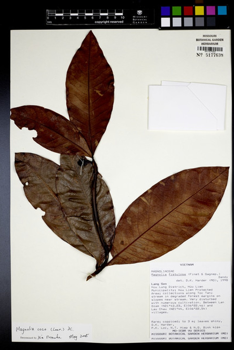 Magnolia fistulosa photo 2