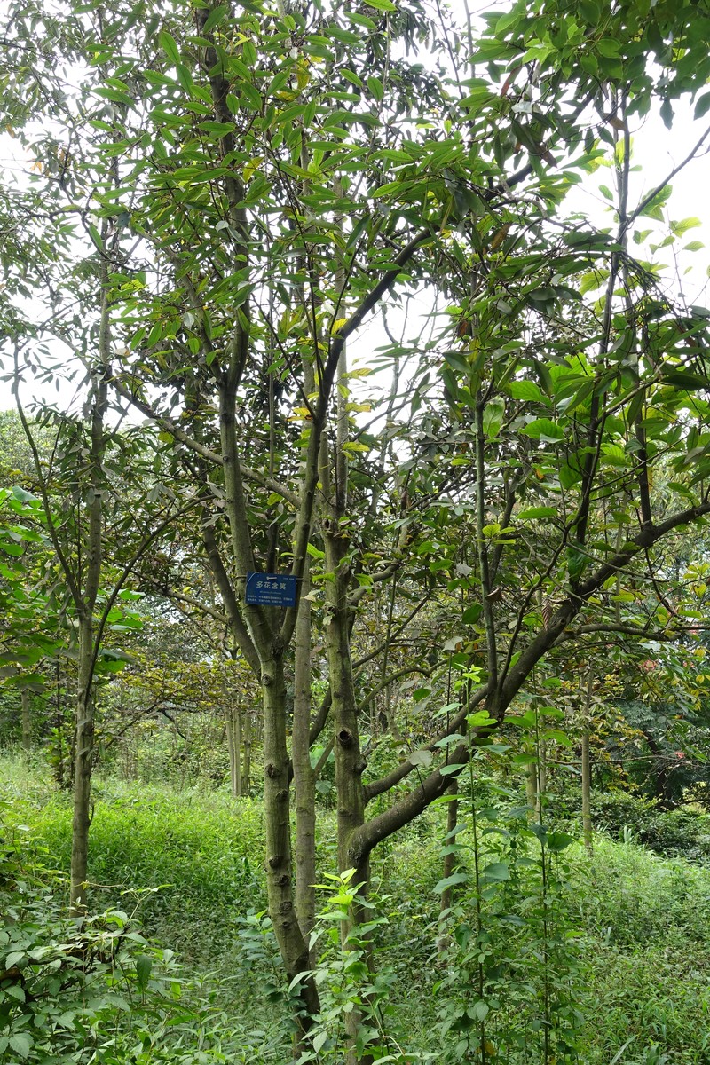 Magnolia floribunda