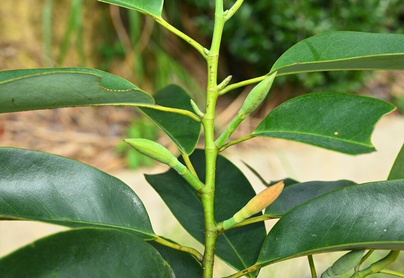 Magnolia floribunda photo 2