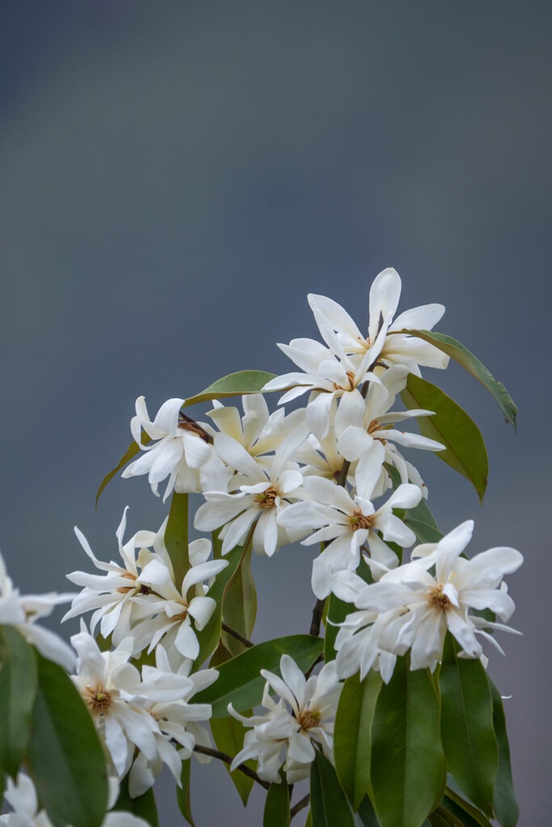 Magnolia floribunda photo 3