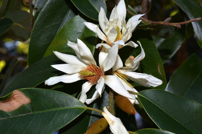Magnolia floribunda photo 5